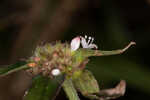 Woodland false buttonweed